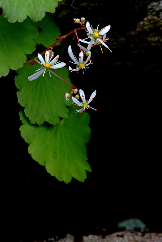 DSCF1806_2.jpg