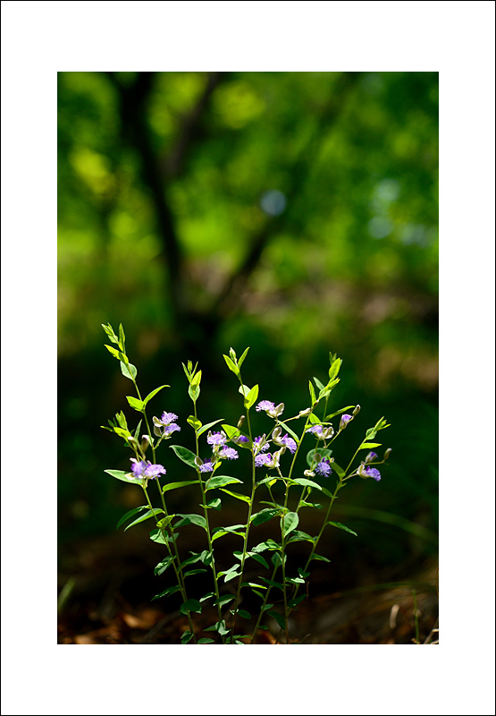 DSC_2795.jpg