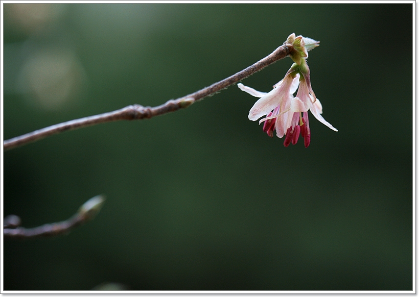 IMG_9927올괴불3.JPG