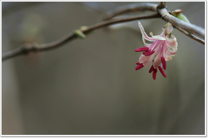 IMG_9977올괴불5.JPG
