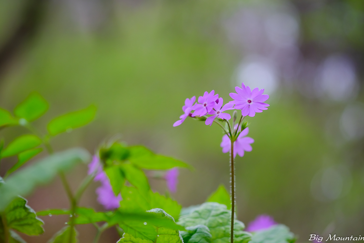 6D286C86-311D-4786-8DBF-27F7E2B37322.jpeg