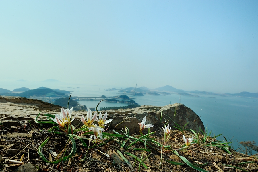 산자고5.jpg