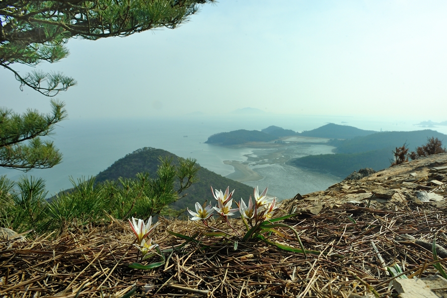 산자고4.jpg