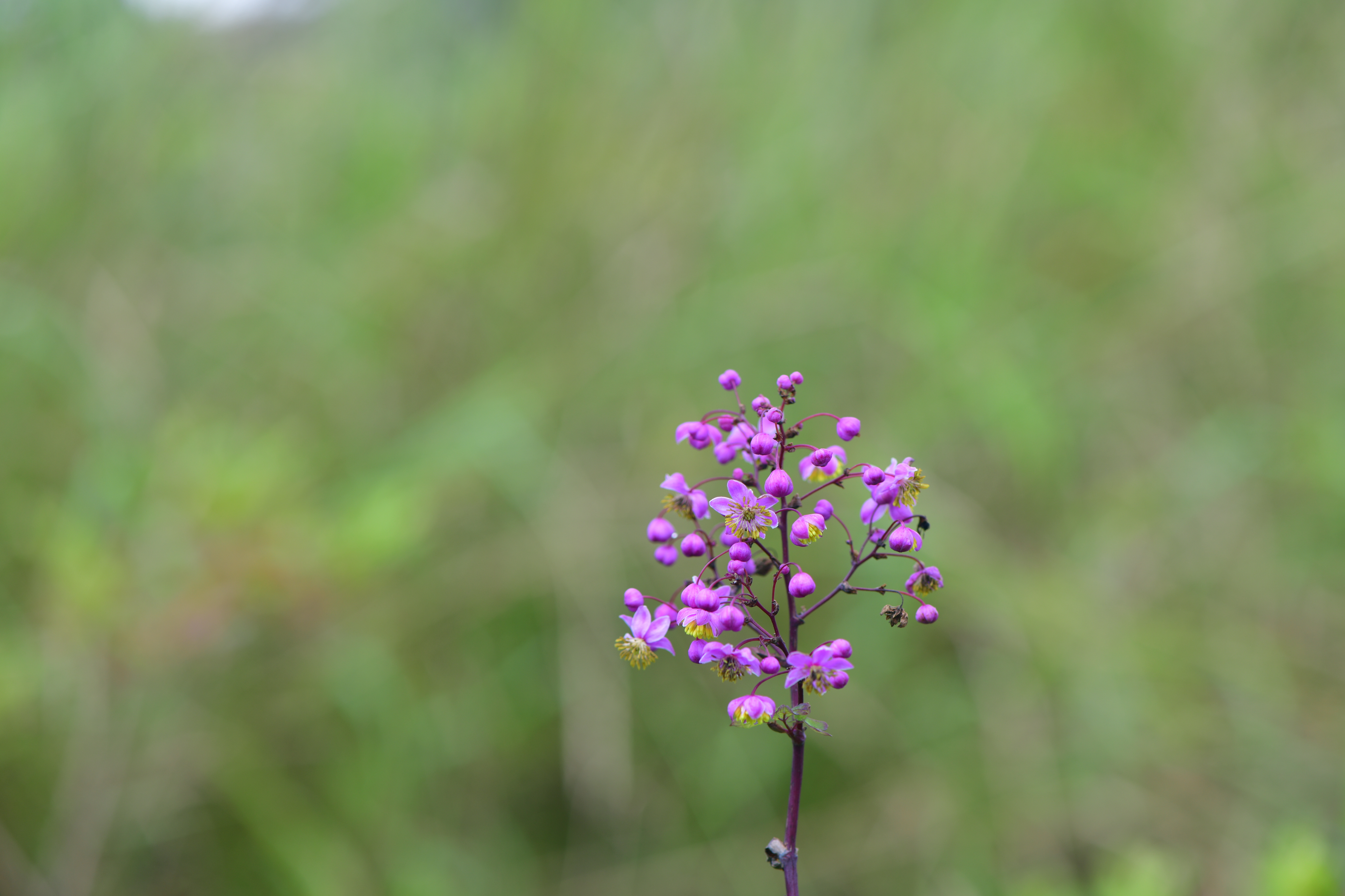 DSC_4512.JPG