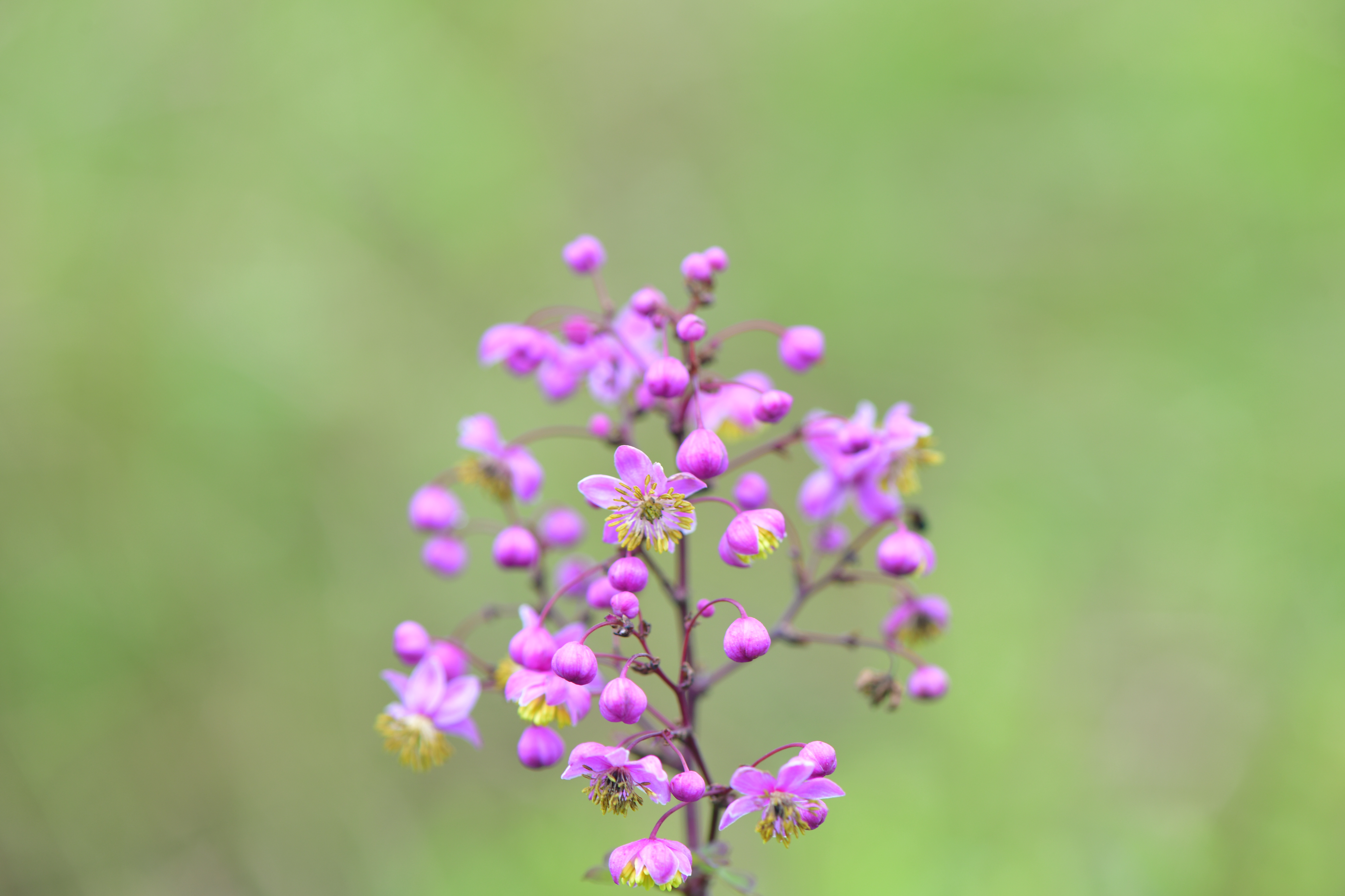 DSC_4520.JPG