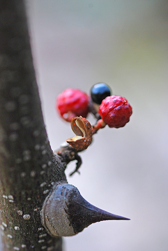 DSC_0568-1.jpg