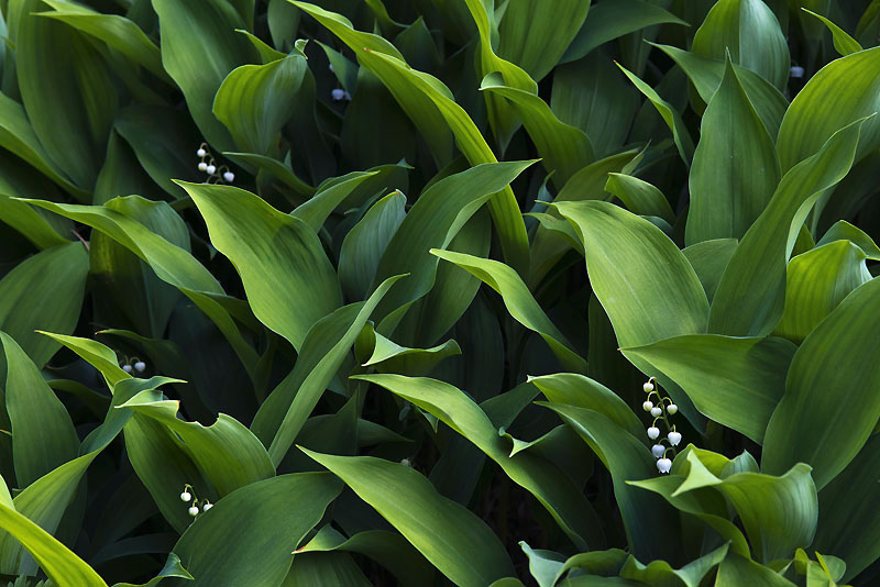 20130525_0196a-1.jpg