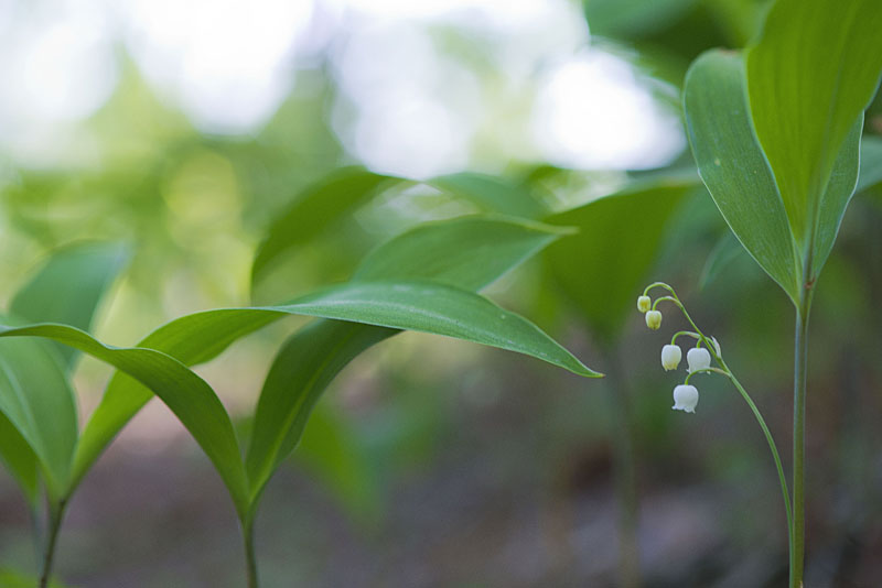 20130516_0021a-1.jpg