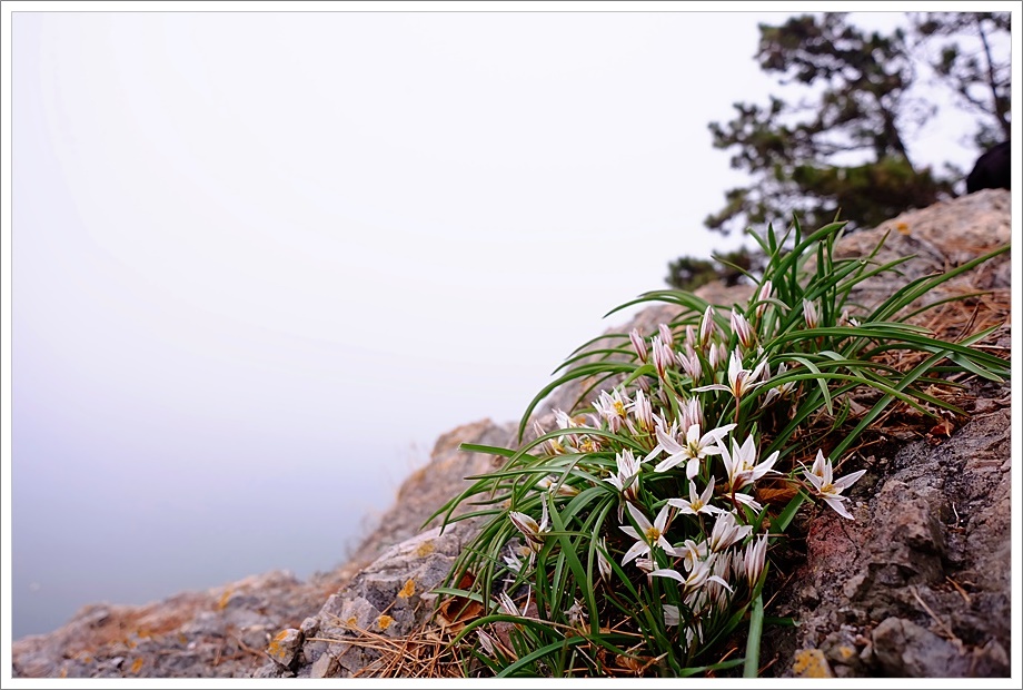 산자고2.JPG