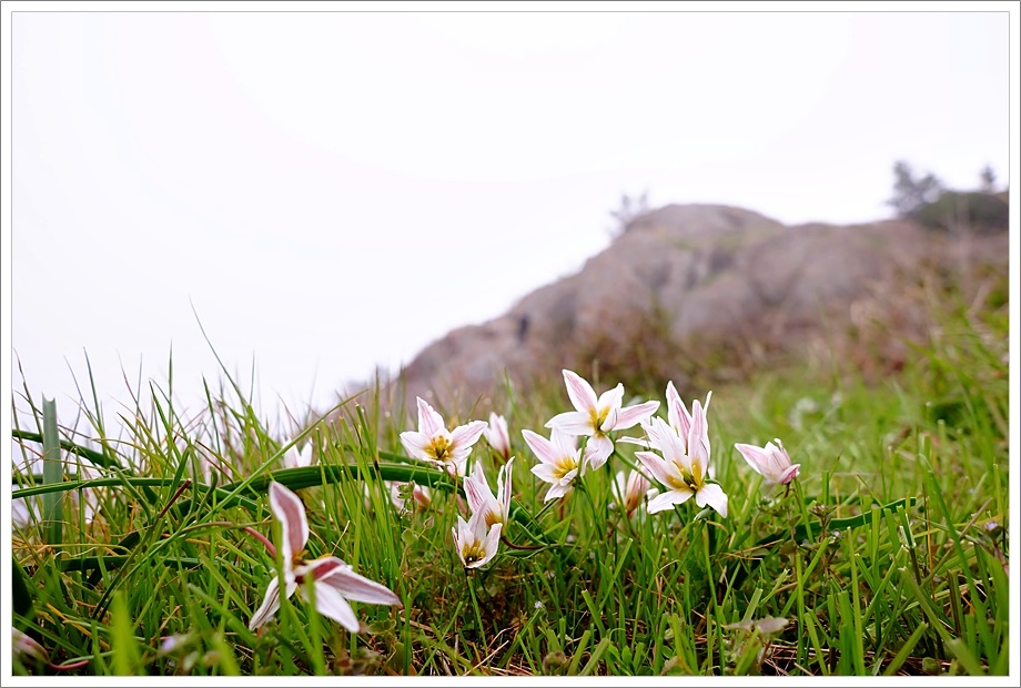 산자고14.JPG