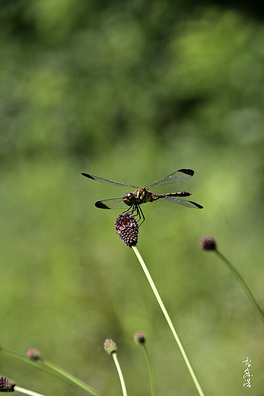 오이풀8090.jpg
