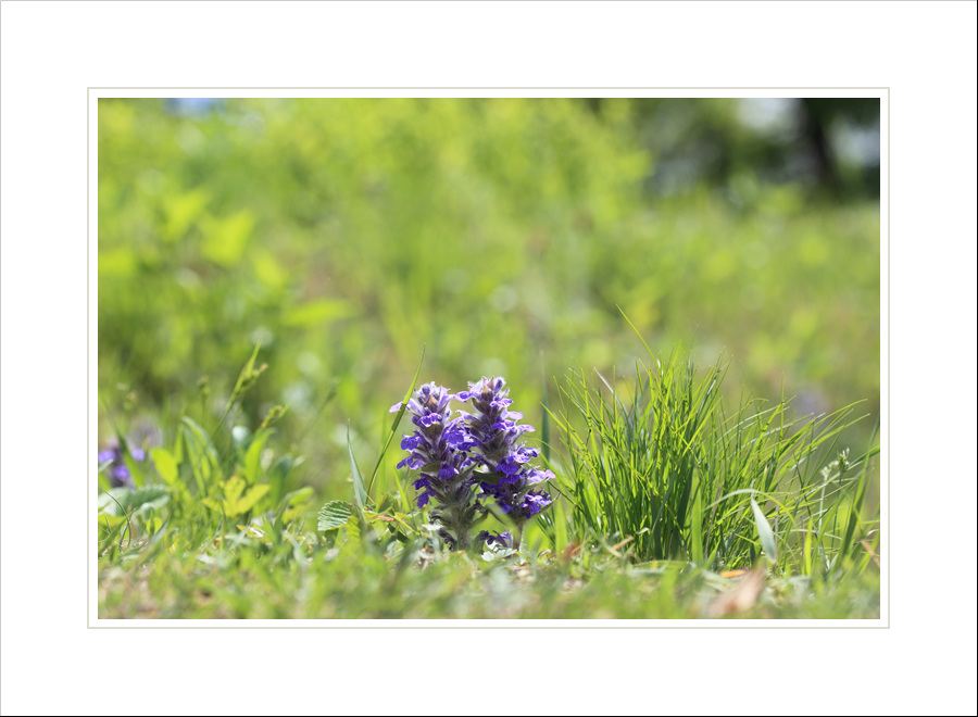 IMG_2441s.jpg