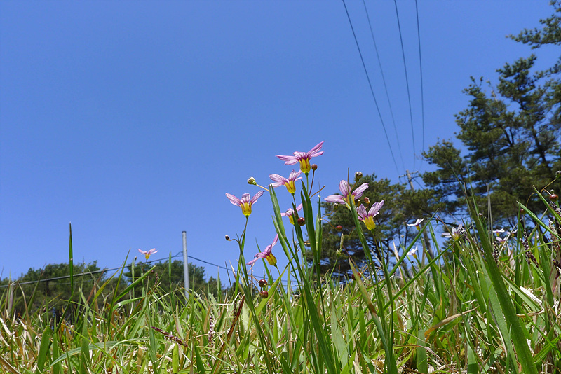 20130513-L1060695.jpg