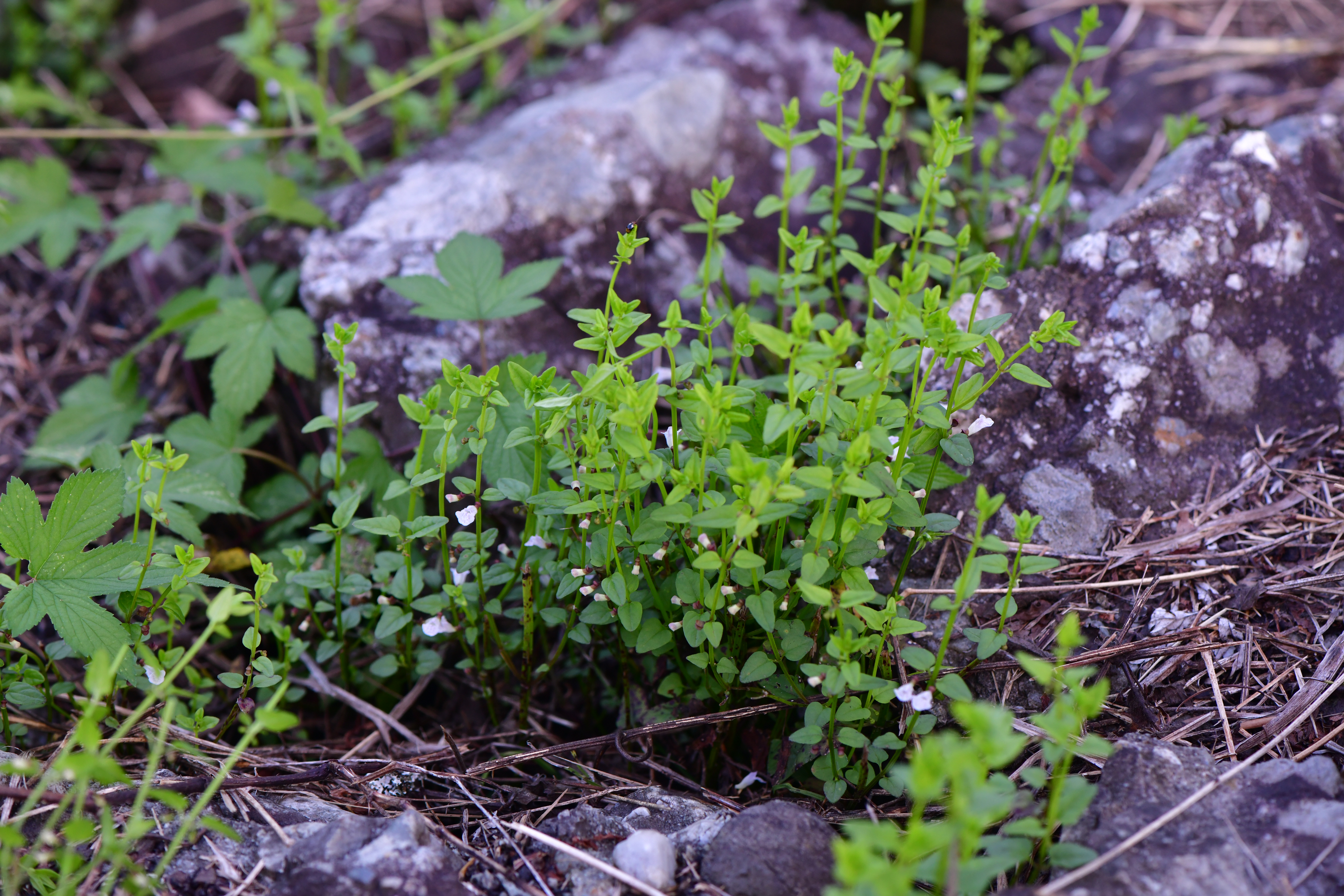 DSC_1490.JPG