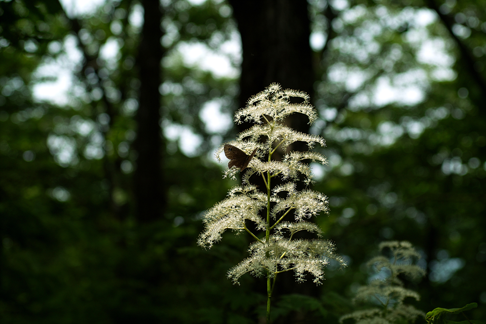 SDIM0005.jpg