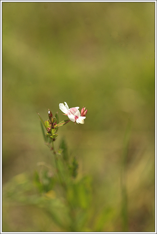 IMG_0036.CR2.jpg
