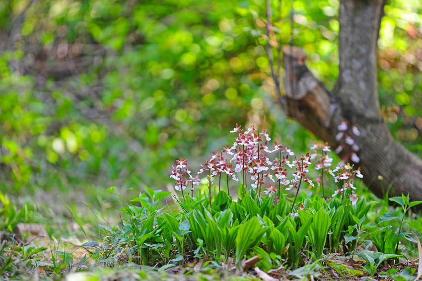 DSC_8158-1.jpg
