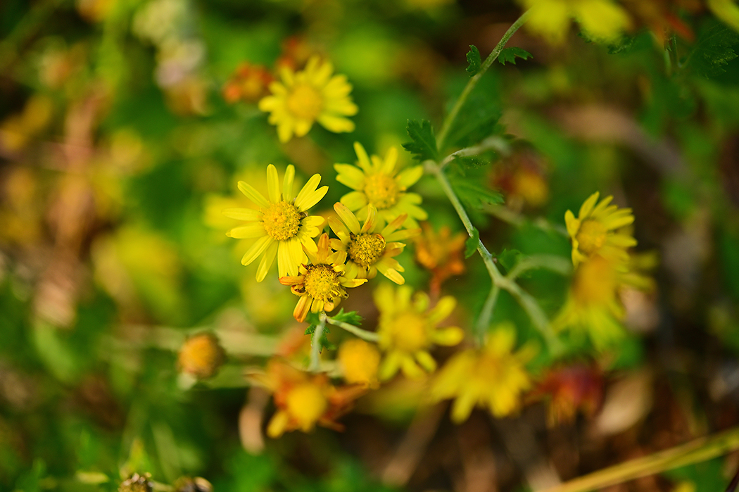 DSC_3174.jpg