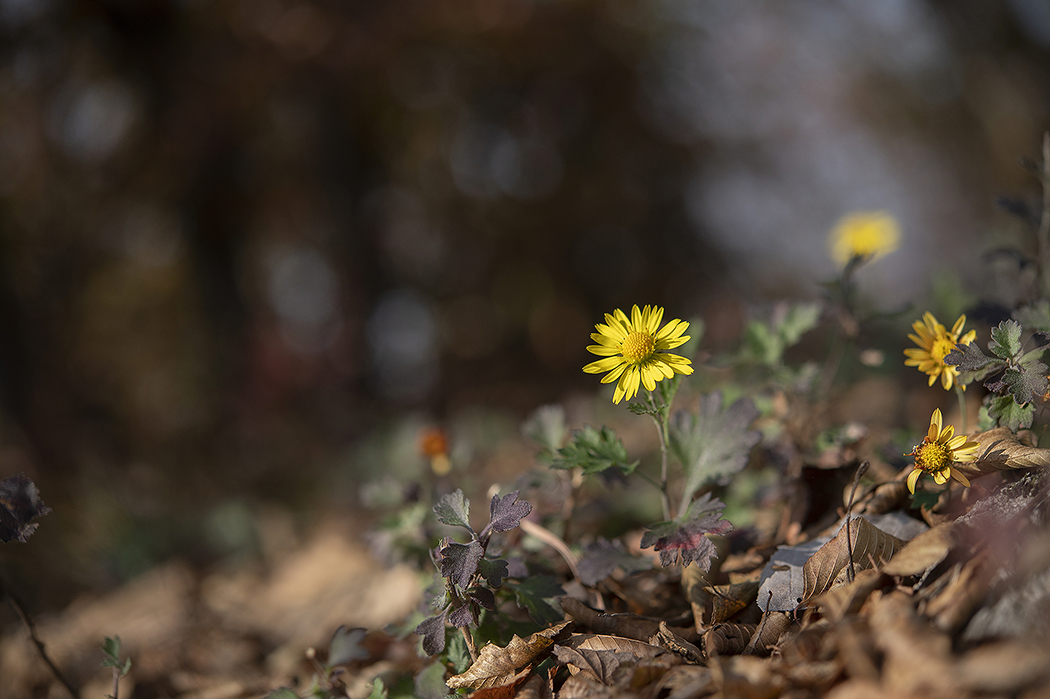 DSC_3379.jpg