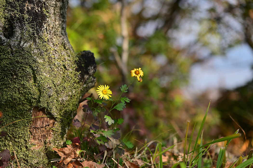 DSC_3370.jpg