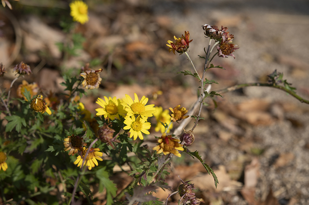 DSC_3362.jpg