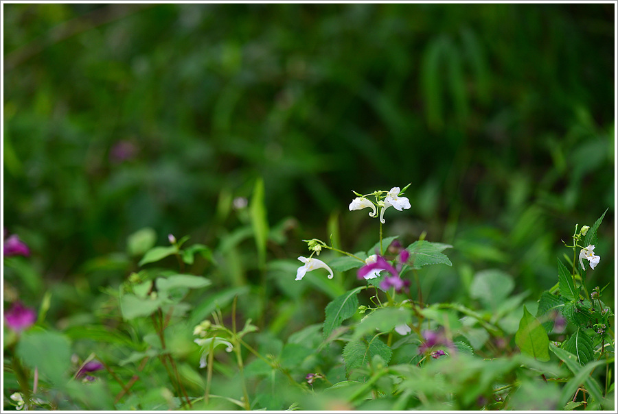 DSC_9563.jpg