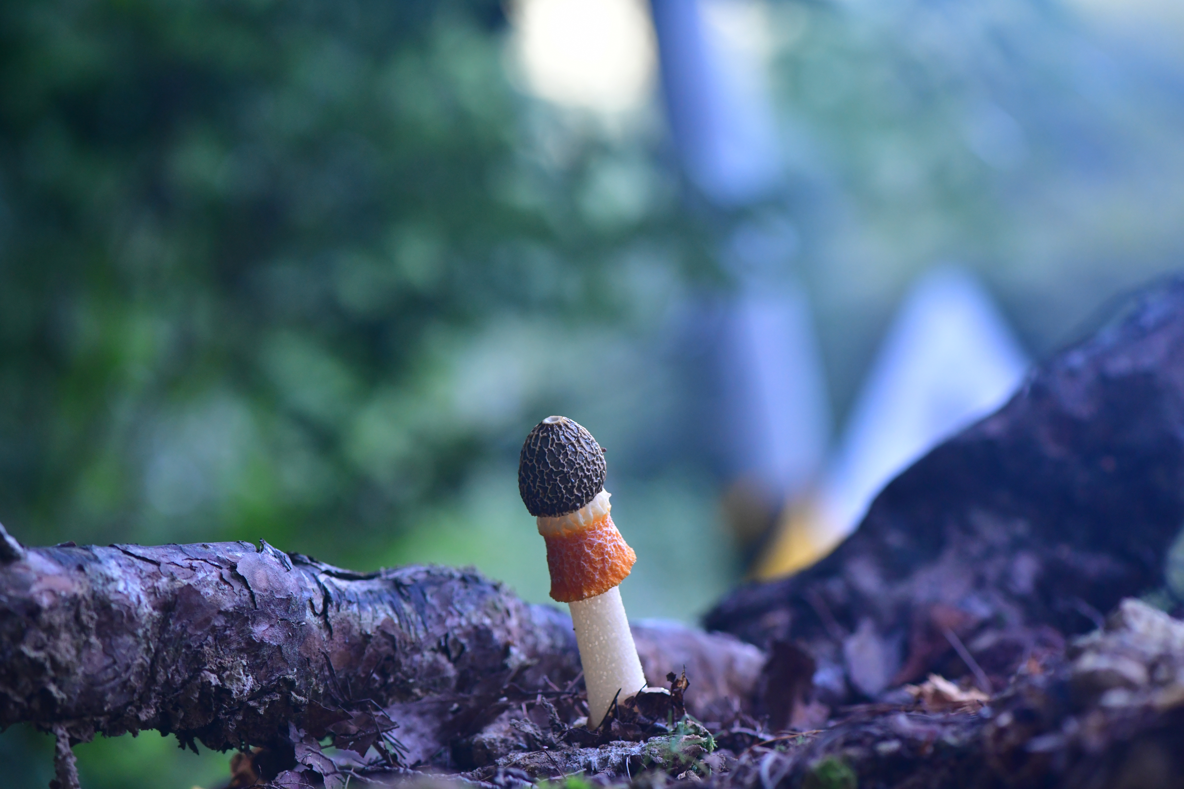 DSC_4109.JPG