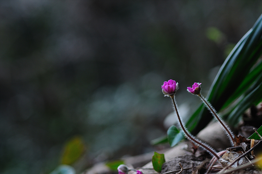 DSC_33821.jpg