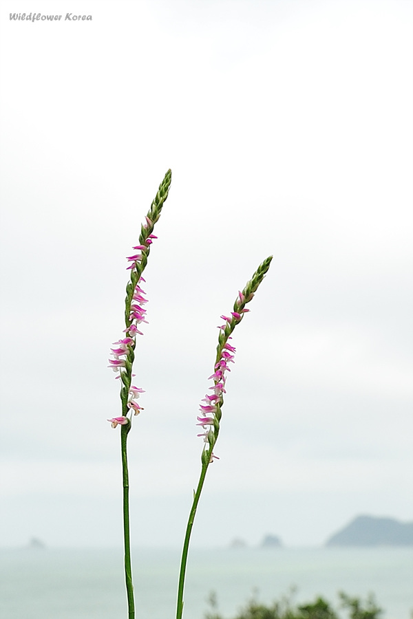 DSC_9289 타래난초.jpg