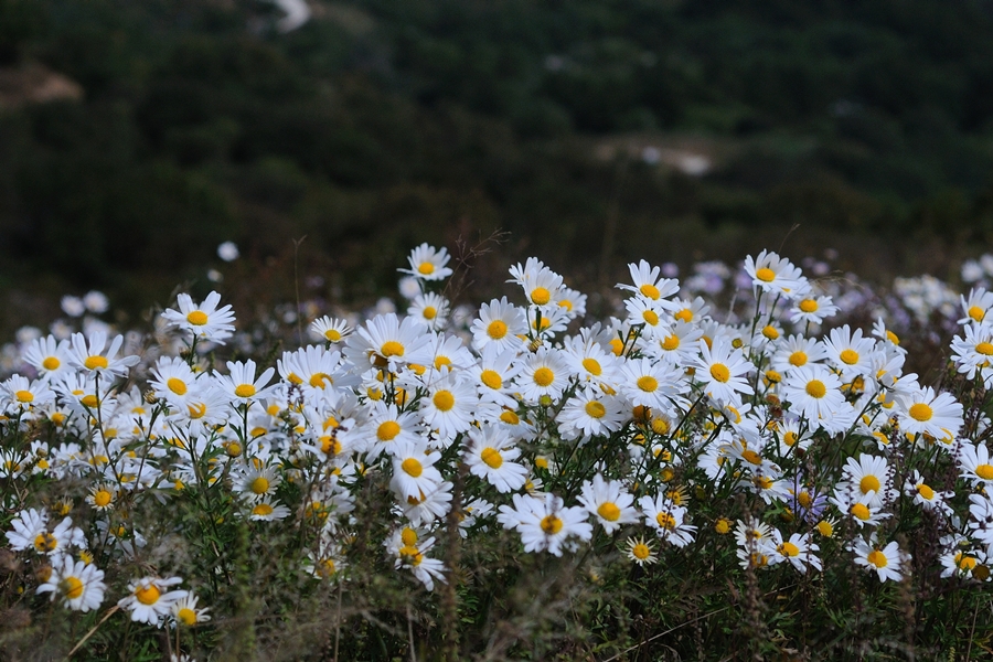 DSC_9842.JPG