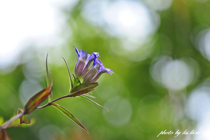 DSC_1921a.jpg