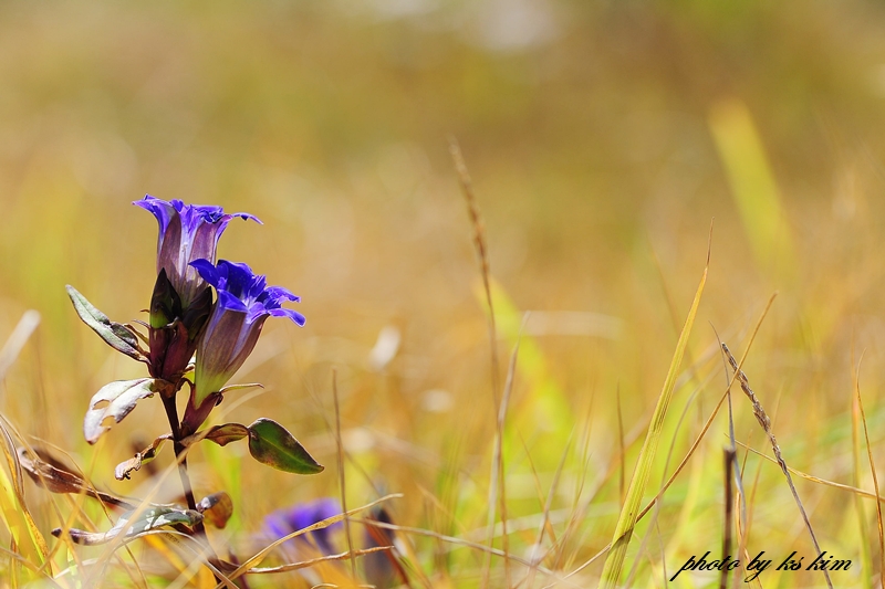 DSC_2071a.jpg