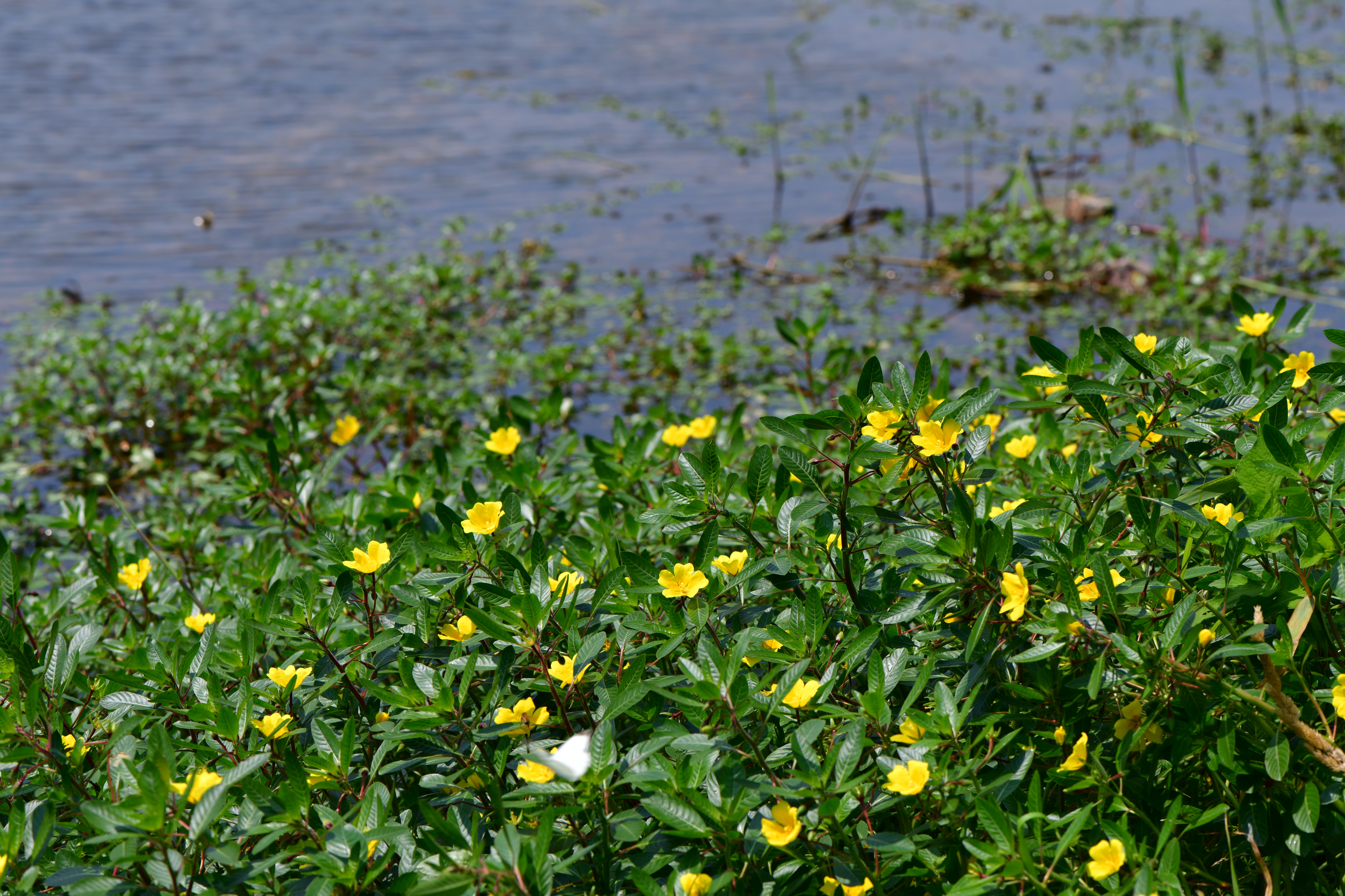 DSC_9496.JPG