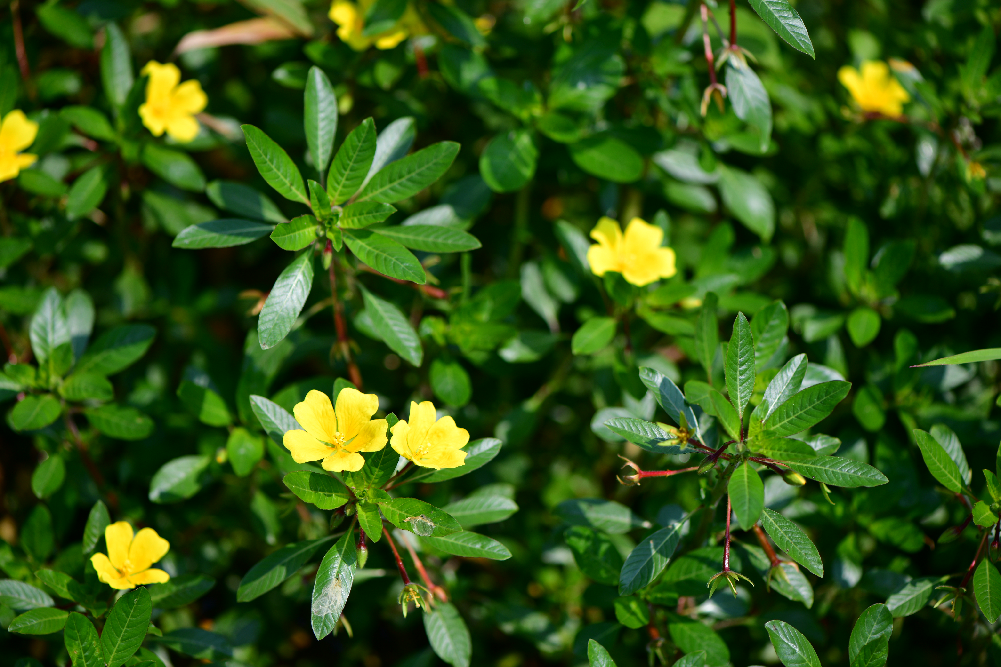 DSC_9383.JPG