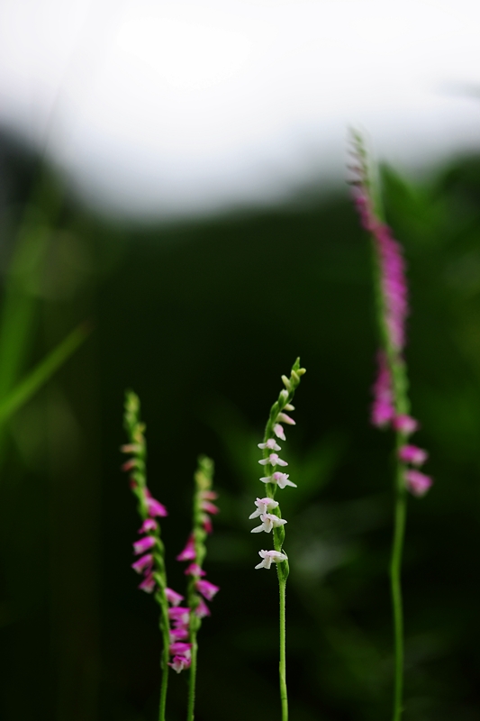 DSC_3281.JPG