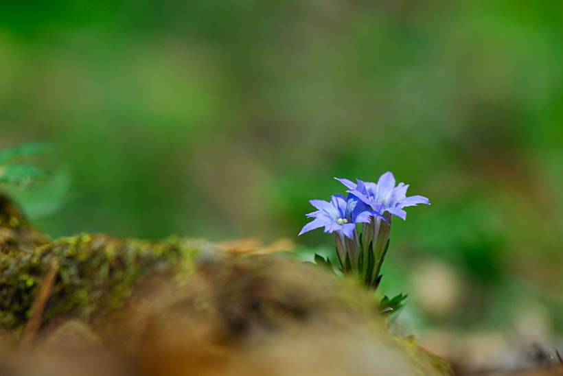DSC_8387-1.jpg