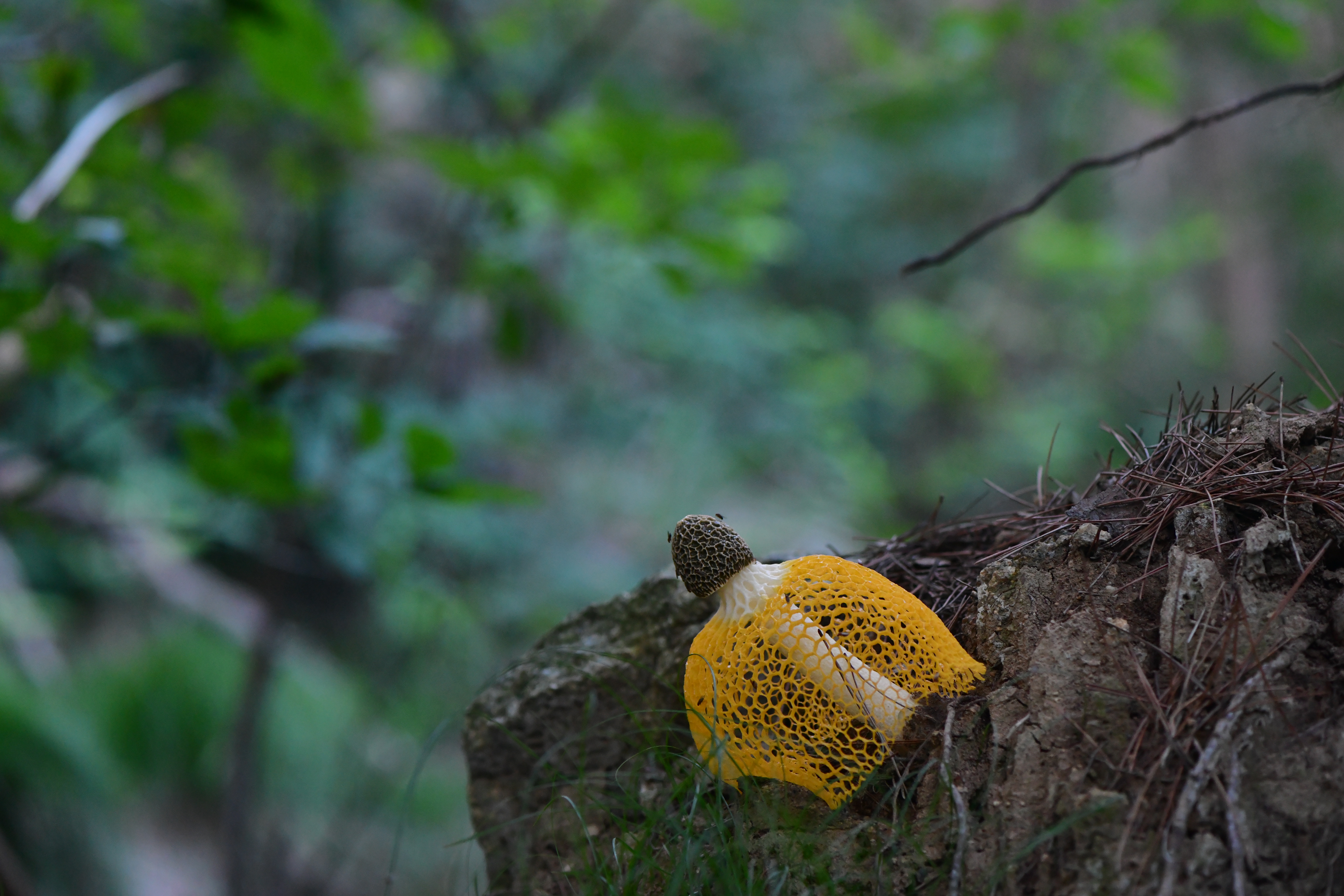 DSC_4123.JPG