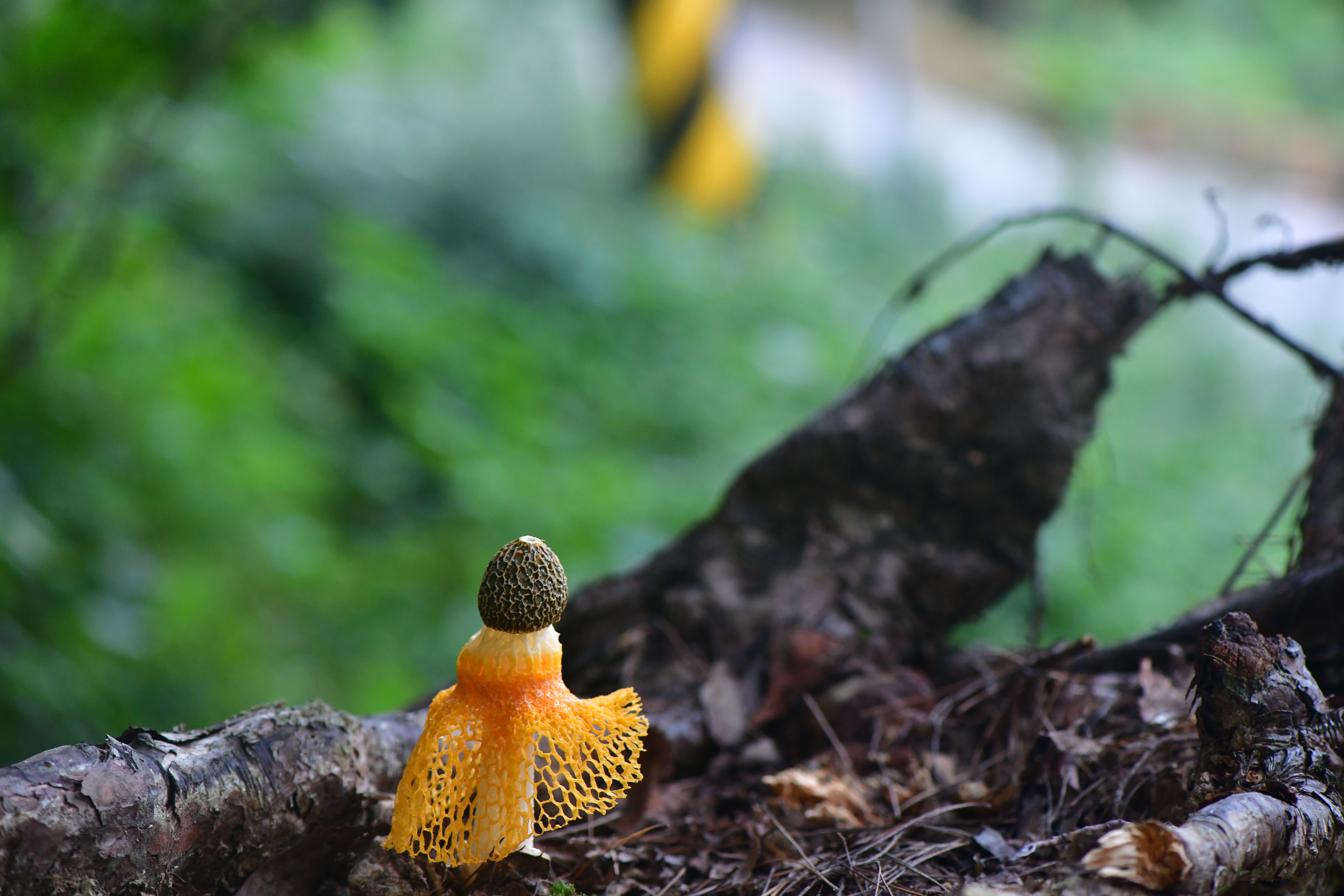DSC_4213.JPG