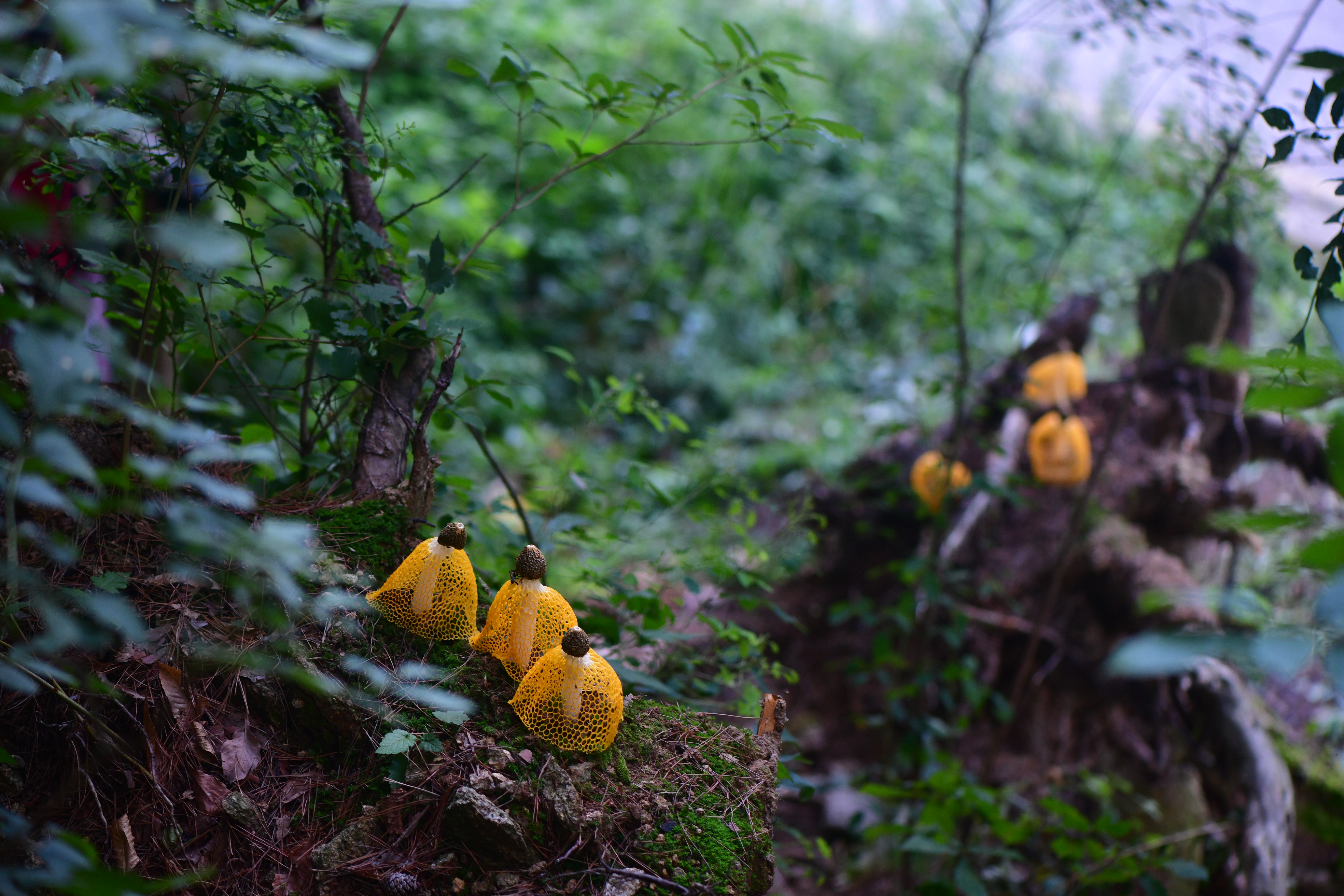 DSC_4323.JPG