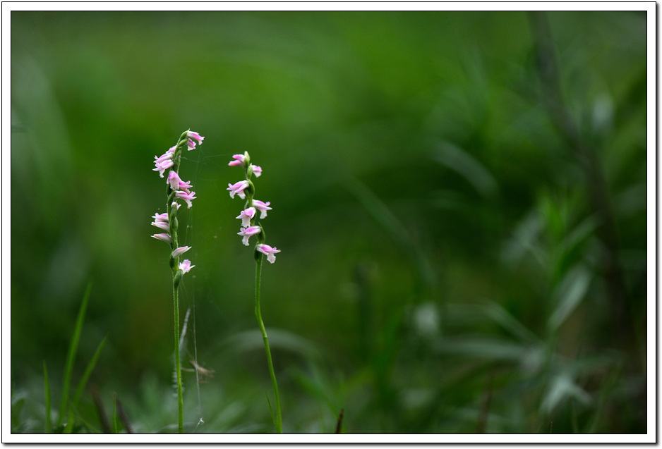 DSC_6009.jpg