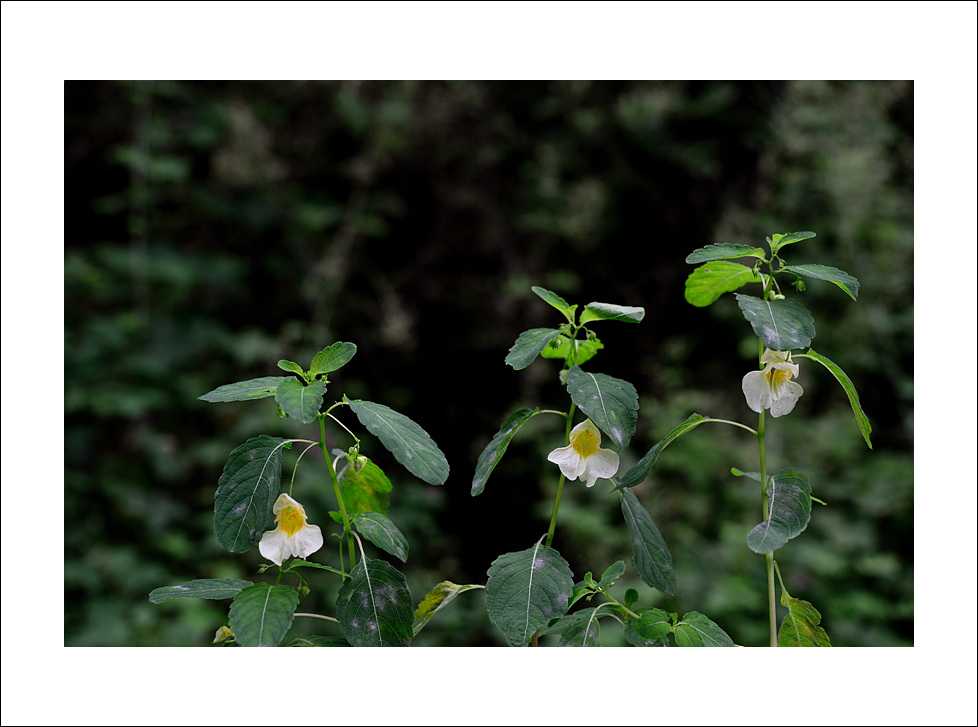 DSC_5334.jpg