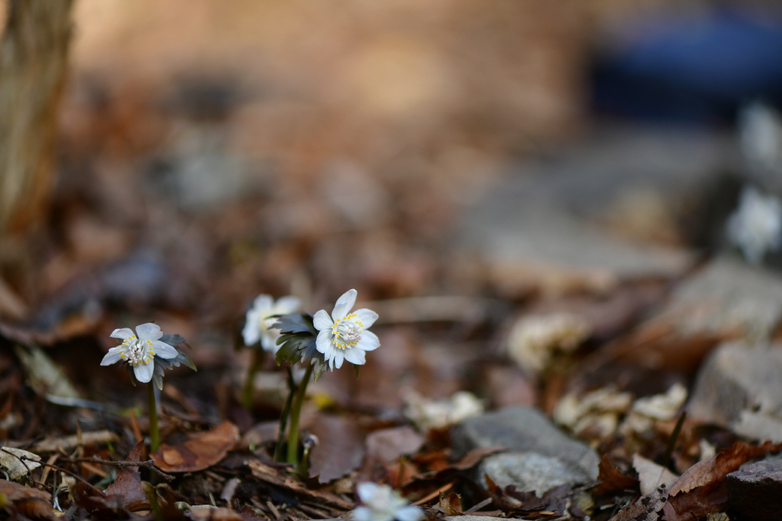 DSC_0774.JPG