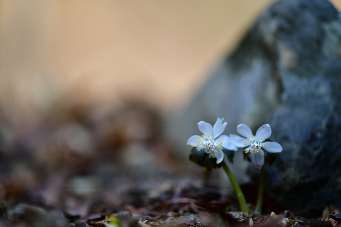 DSC_0732.JPG