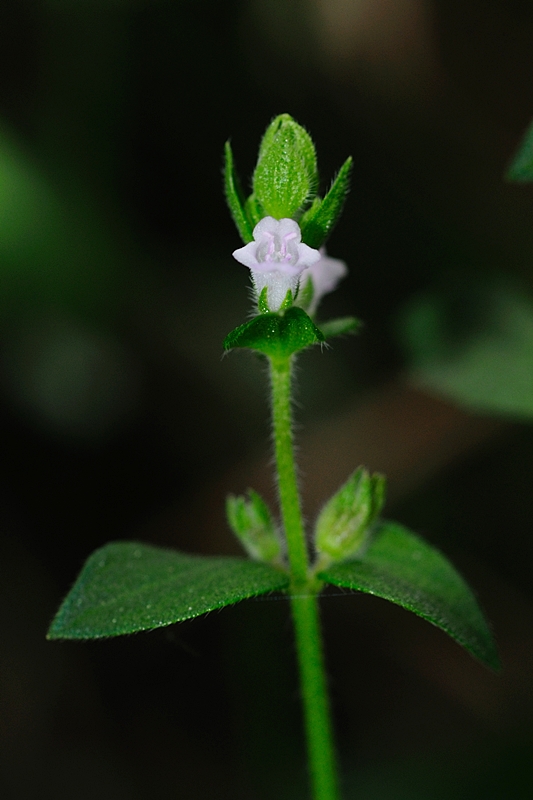 DSC_5928.JPG