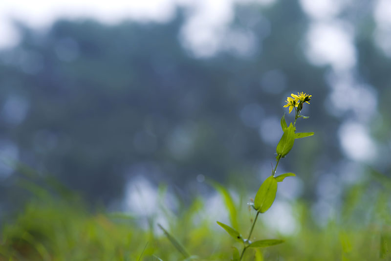 20130809_0043a-1.jpg