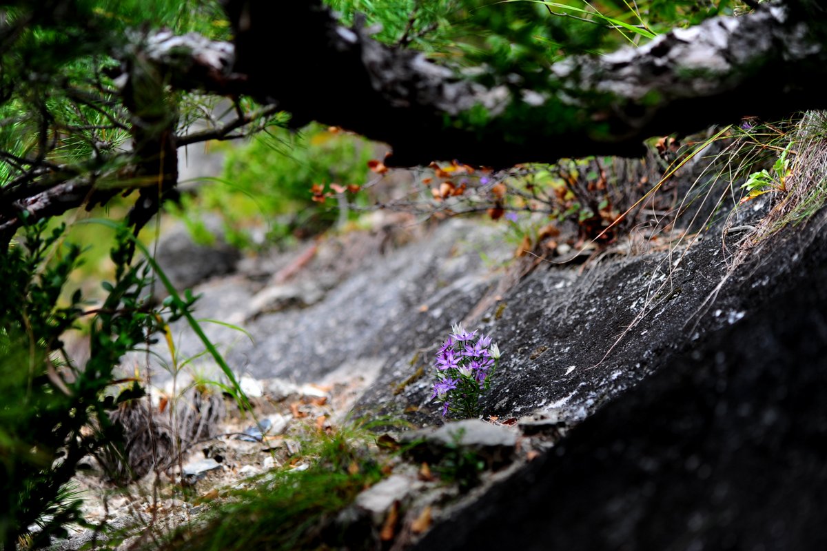 DSC_7537.JPG