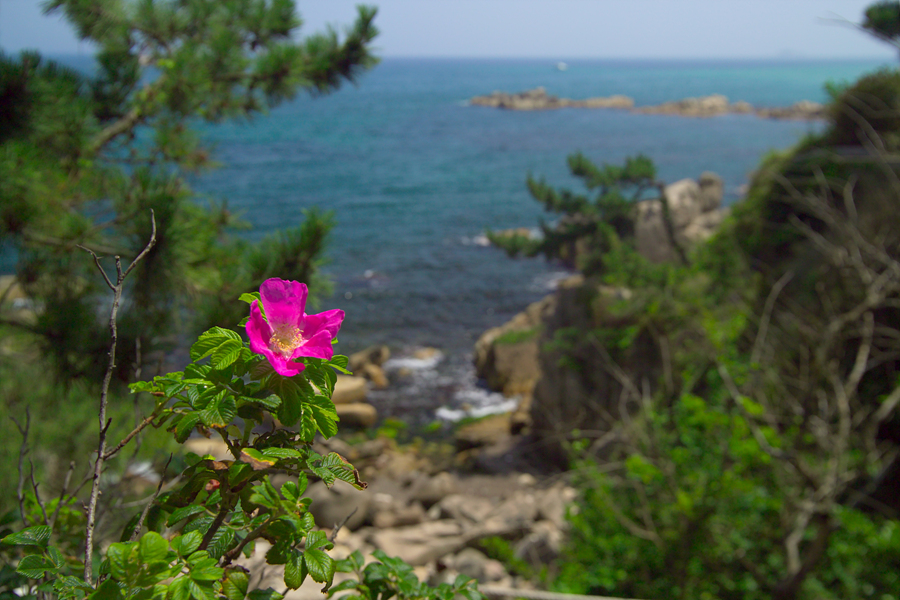 해당화G2K43097.jpg