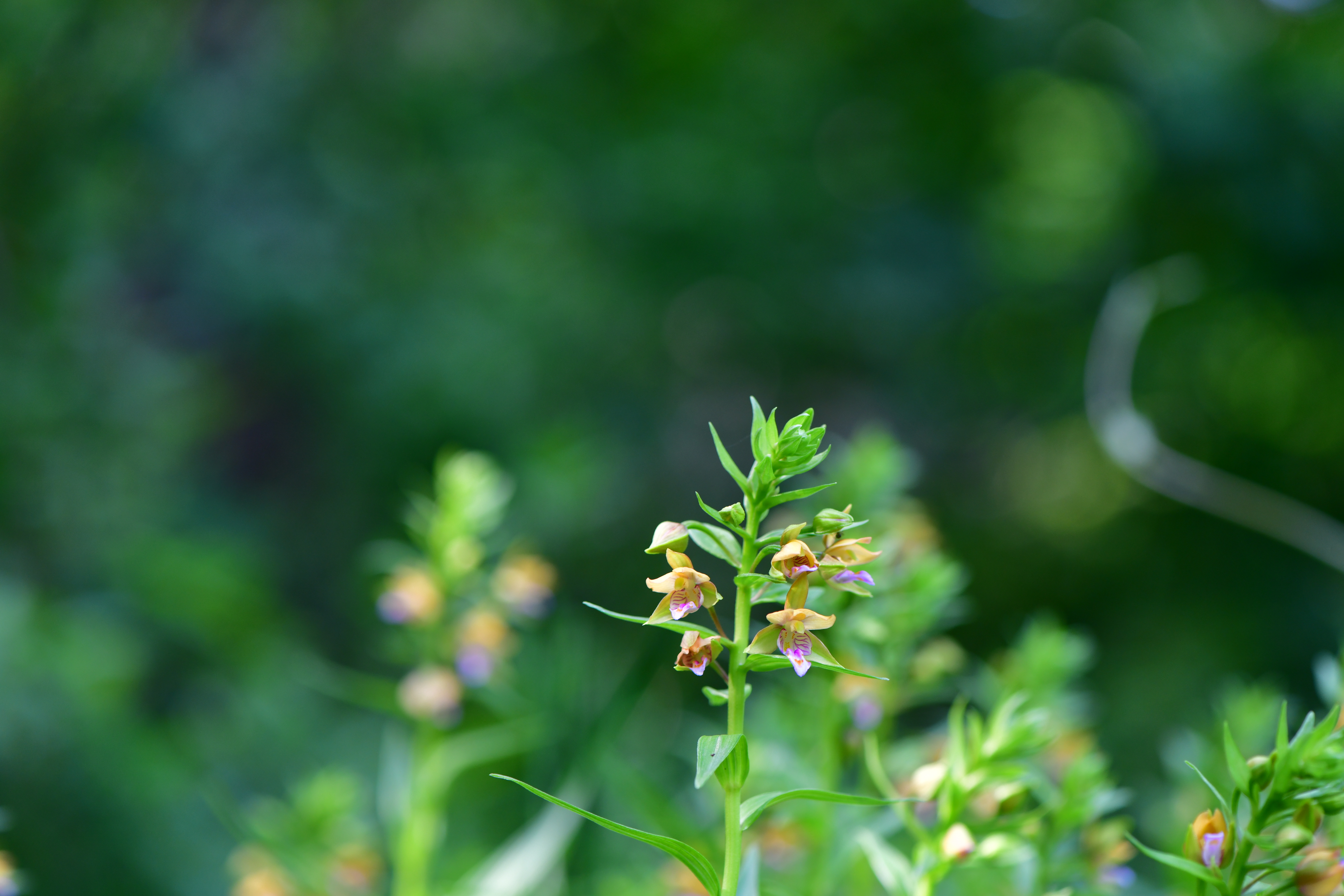 DSC_9817.JPG