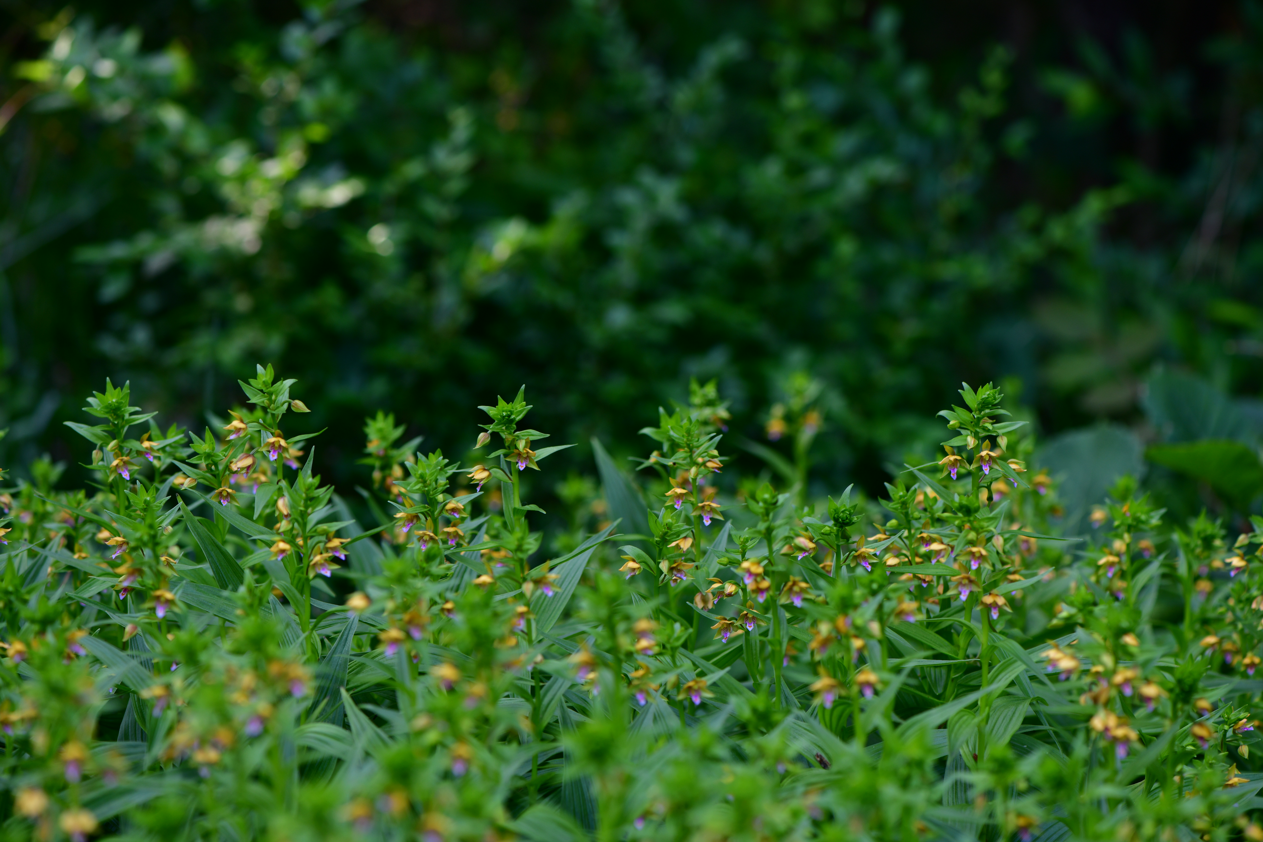 DSC_9852.JPG