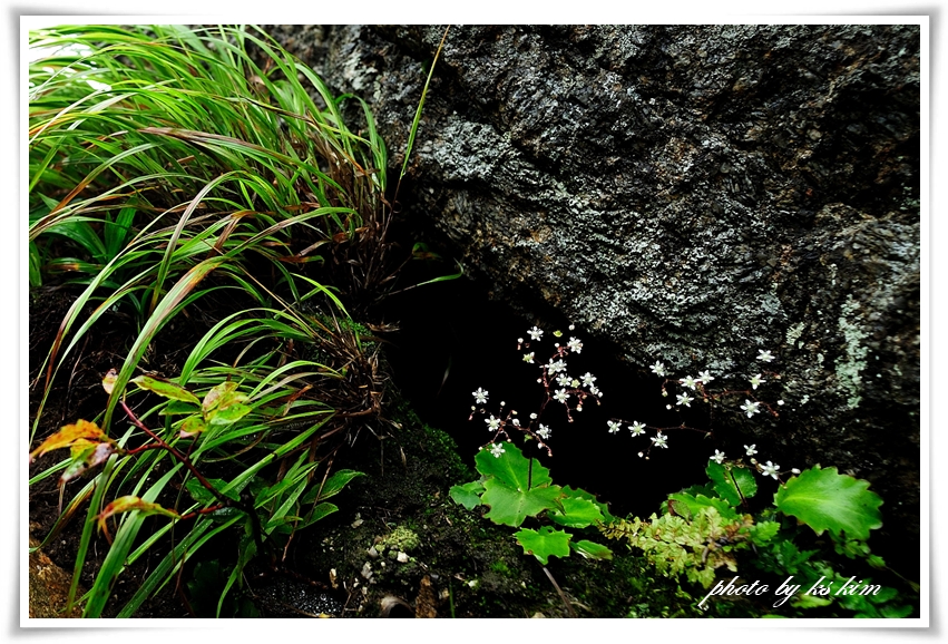 DSC_5350a.jpg